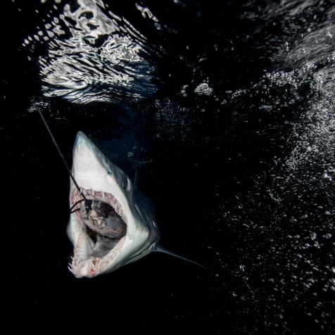 Isurus oxyrinchus (Mako Shark) in the Hauraki Gulf, New Zealand. June 2015. Photograph Richard Robinson © 2015.